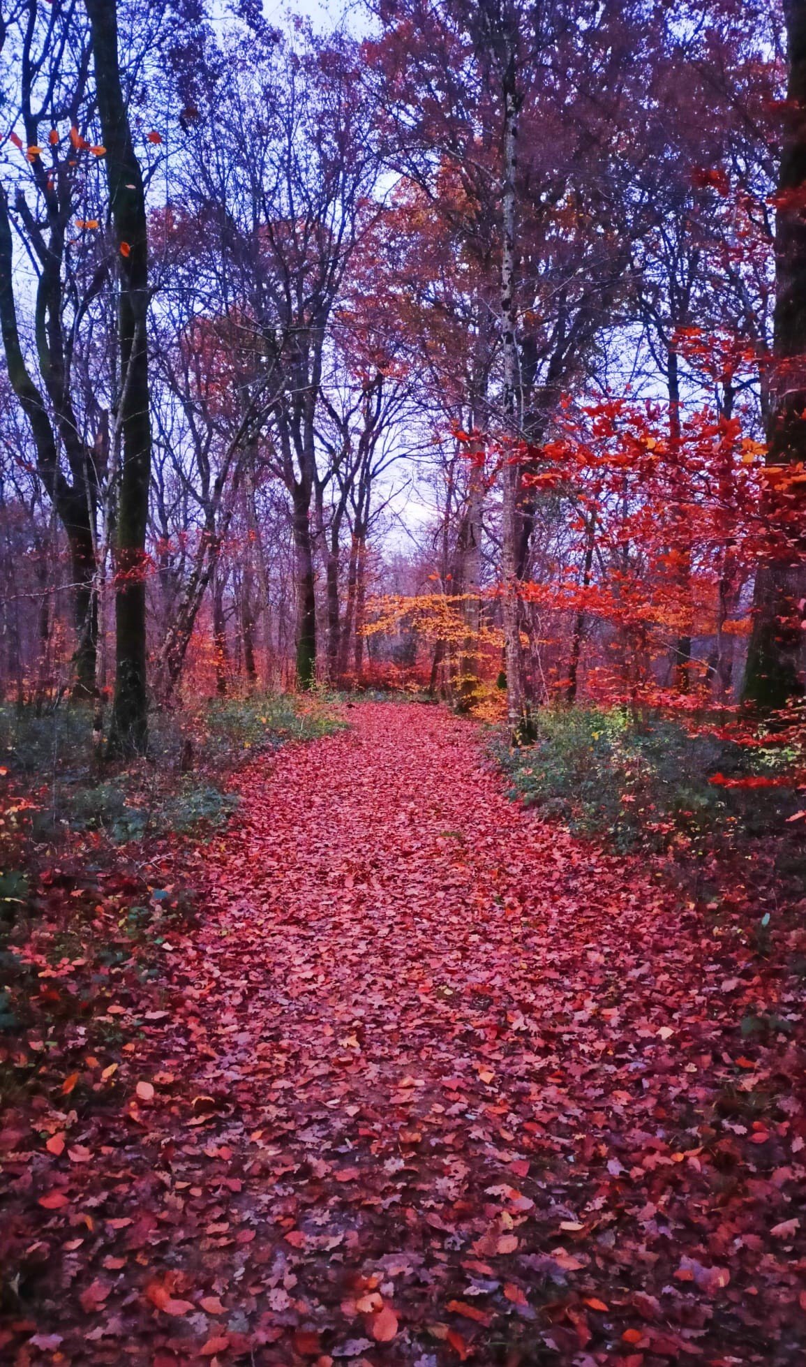 Paysages 